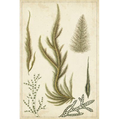 UA CH Turpin Seaweed IV 1 Piece Wrapped Canvas Wall Art