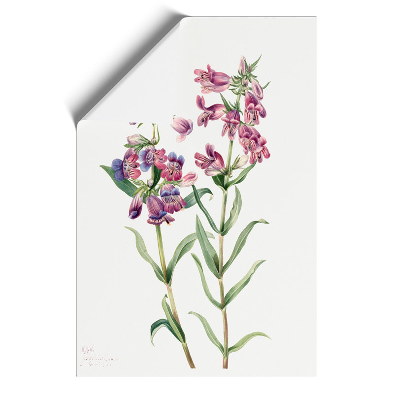 Prairie Pentstemon by Mary Vaux Walcott - Frameless Print, 59cm H x 42cm W x 0.1cm D