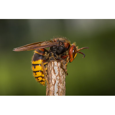 European Hornet by Simon002 - Wrapped Canvas Print