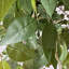 150 cm H Faux Plant