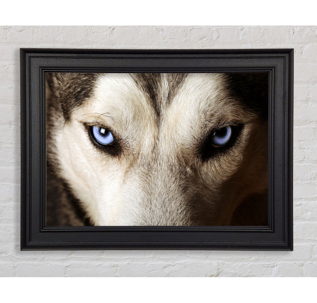 Gerahmtes Bild Stunning Husky Dog Eyes