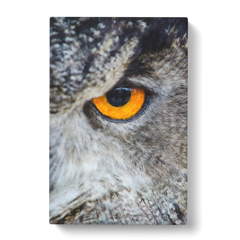 Eye Of An Owl - Wrapped Canvas, 76cm H x 50cm W x 3cm D