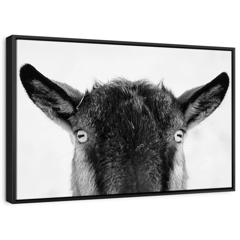 «Peeking Black Goat», art mural, H 21 po x l 31 po