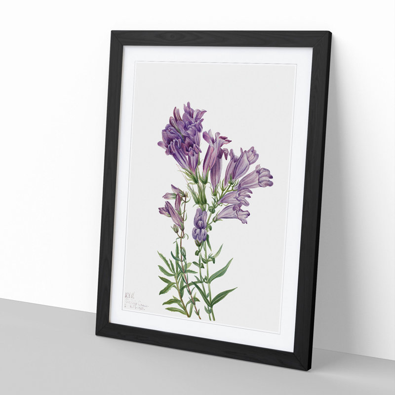 Purple Pentstemon by Mary Vaux Walcott - Framed Print, 36cm H x 27cm W x 2cm D, Black Framed