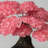 Large Genuine Rose Quartz Clustered Gemstone Tree on Amethyst Matrix Crystal