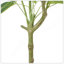 Macrocarpa artificiel Pachira-1573203037