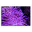 «Striped Long Tentacle Anemone» par Epic Portfolio, art mural en verre acrylique-24939873