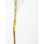 117cm Faux Pampas Grass Grass-734366490