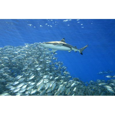 " Underwater Fish And Shark "