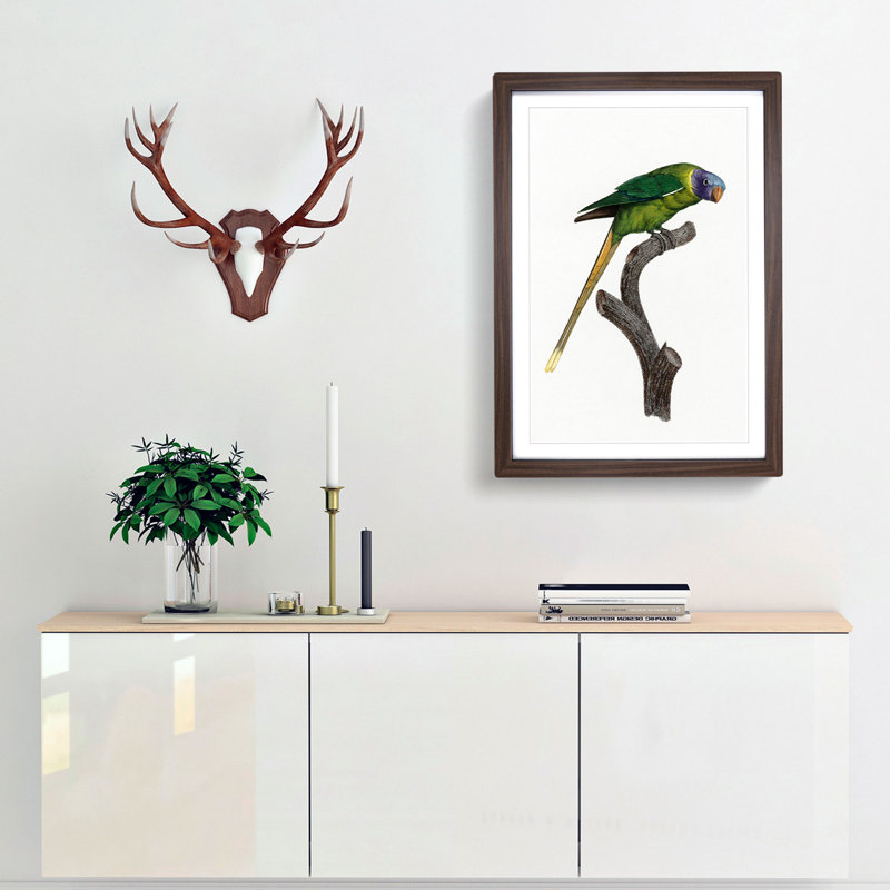 A Plum-Headed Parakeet by F. Levaillant - Single Picture Frame Painting, 63cm H x 45cm W x 2cm D, Walnut Framed