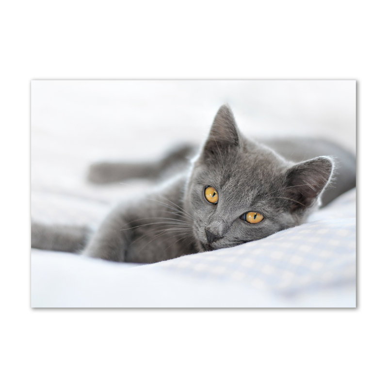 Gray Cat - Wrapped Canvas Print