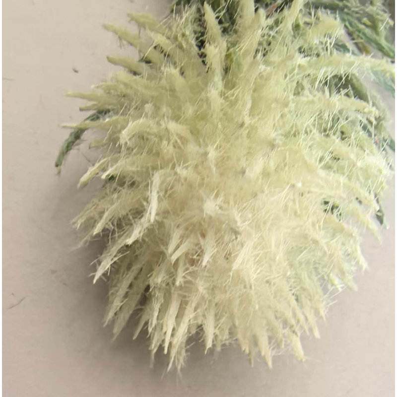 GOLD VELVET FRUITSX5 26''