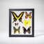 6 Genuine Butterflies In Black Display Frame