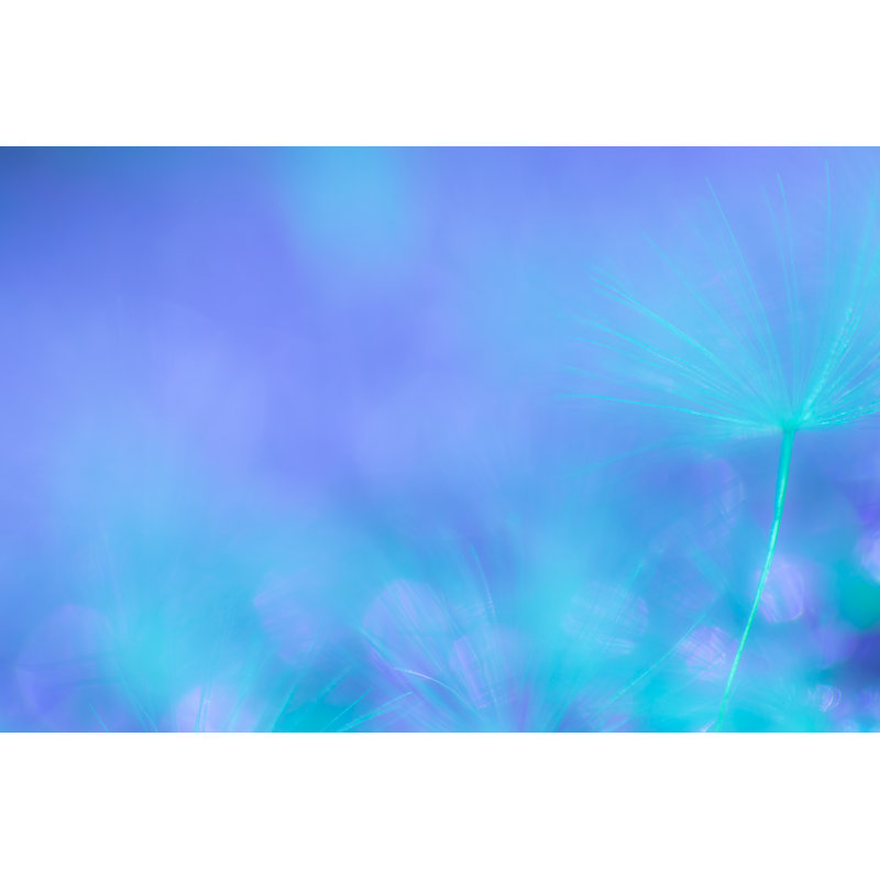 Dandelion Seed Extreme Close-Up by Dlinca, 24" H x 36" W