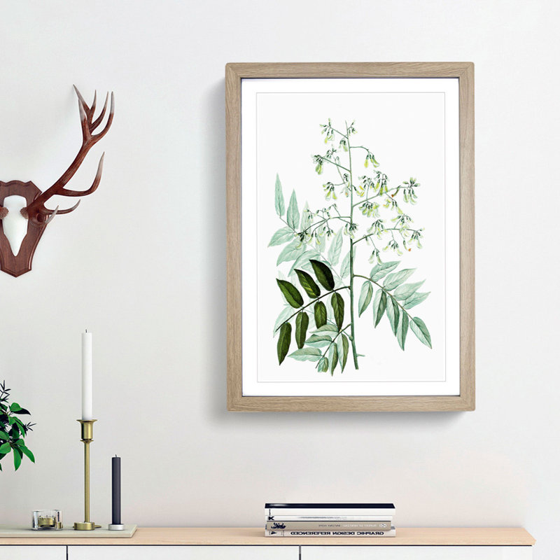 Japanese Pagoda Tree by Pierre-Joseph Redoute - Picture Frame Graphic Art Print, Oak Framed, 36cm H x 27cm W x 2cm D