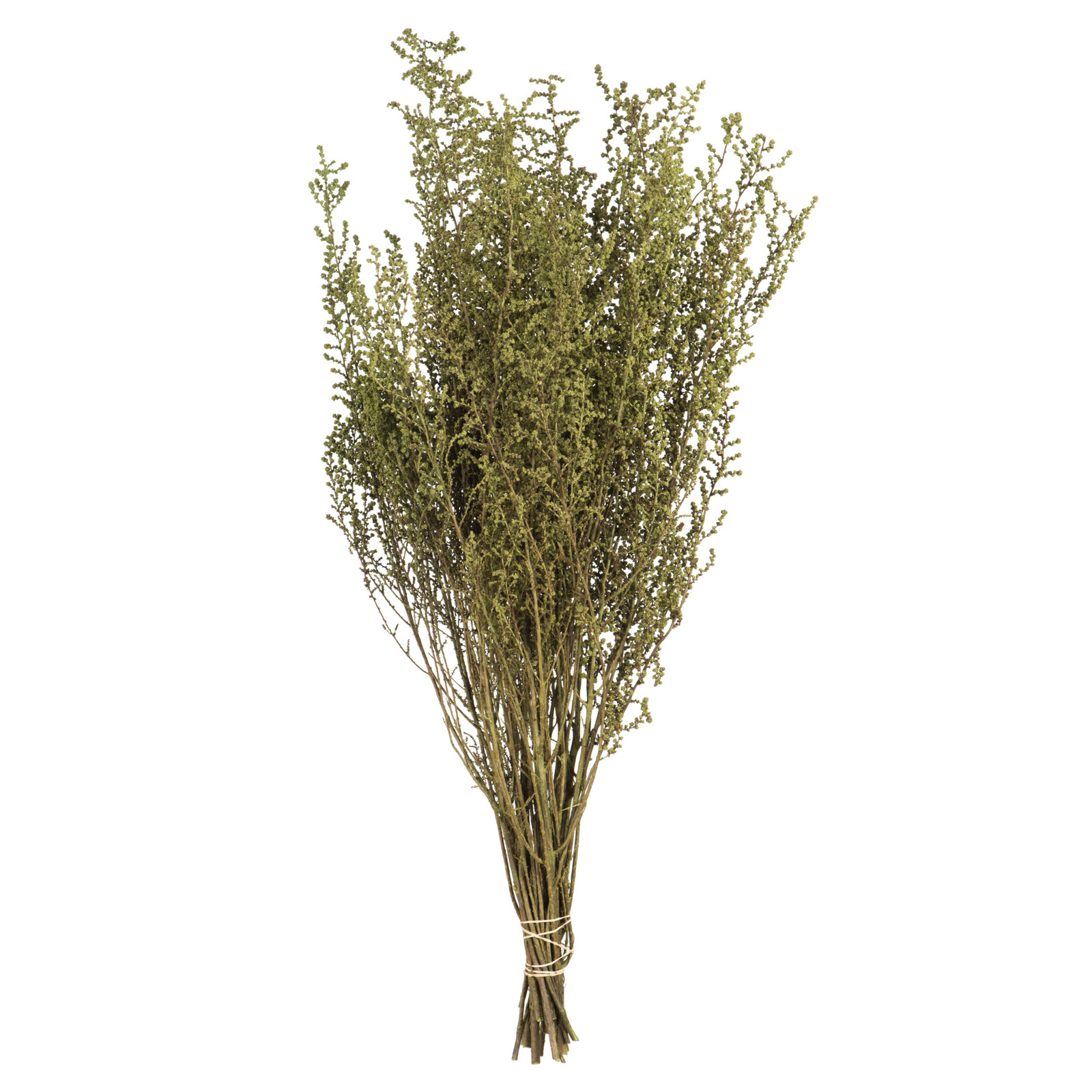 Preserved Stoebe Stems, Spring Green 
