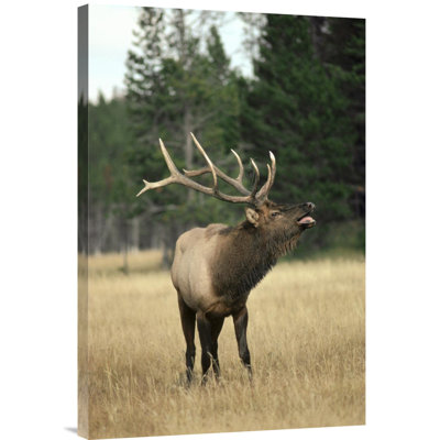 " Elk Male Bugling "