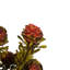 All Natural Tortum Bundle, Prese 12" Tortum Bundle, Preserved-534270789