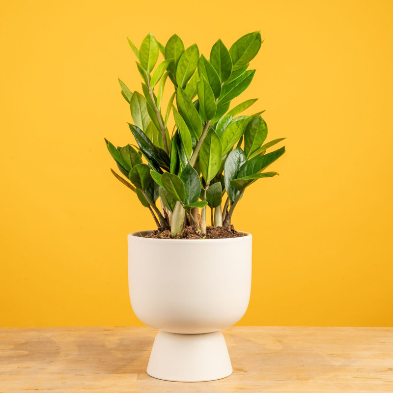 ZZ Plant in Ceramic/Wood Planter