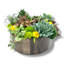 Conception succulente dans un vase circulaire en bois brun foncé