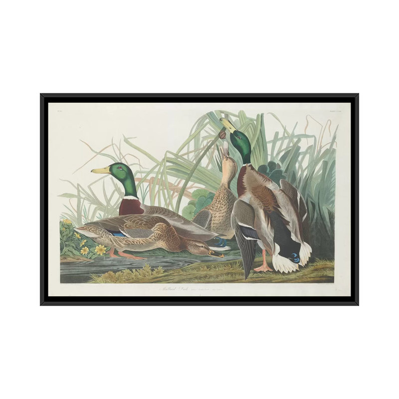 « mallard duck », impression sur toile, H 18 po x l 26 po x P 1,5 po, Toile avec cadre noir, Pas de tapis
