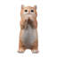 Chat tigré orange priant-116323235