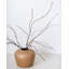 Branche de saule torsadé 44 po