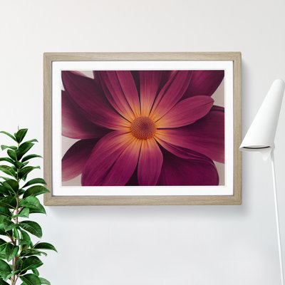 Harmonious Daisy Flower - Single Picture Frame Print