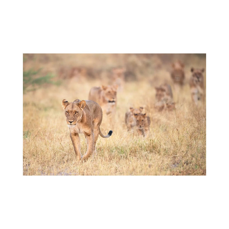 Cats By Marco Pozzi - Wrapped Canvas Photograph by Marco Pozzi - Wrapped Canvas Print