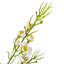 Polyethylene (PE) Baby's Breath Arrangement