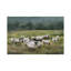 Moody Sheepscape-1740475925-1740475929-1740476011