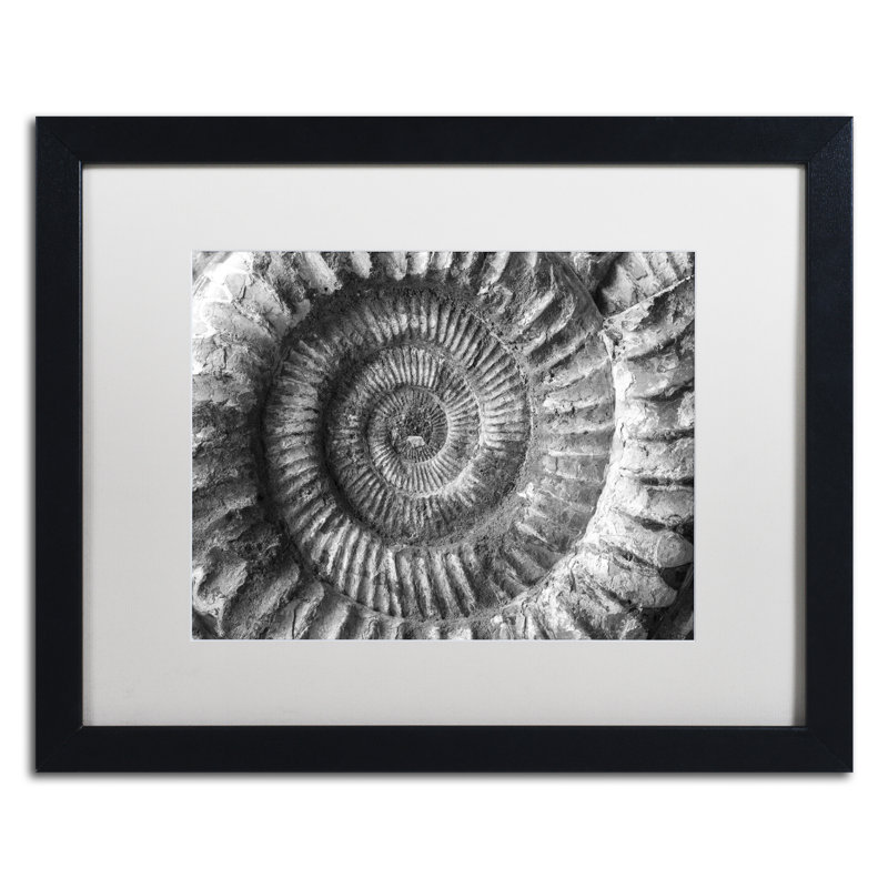 « amonita 2 » par moises, reproduction de photo encadrée, H 16 po x l 20 po x P 0,5 po, Blanc