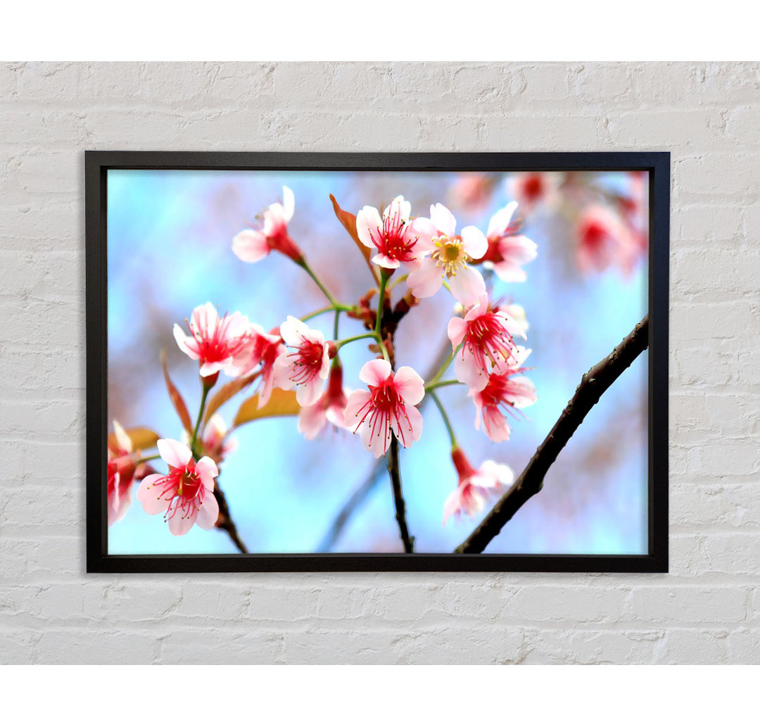 Wild Himalayan Cherry - Einzelner Bilderrahmen Kunstdrucke auf Leinwand