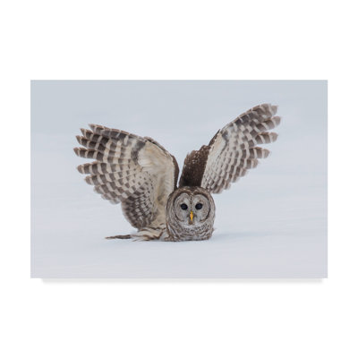 'How Do You Like My Wings' Photographic Print on Wrapped Canvas