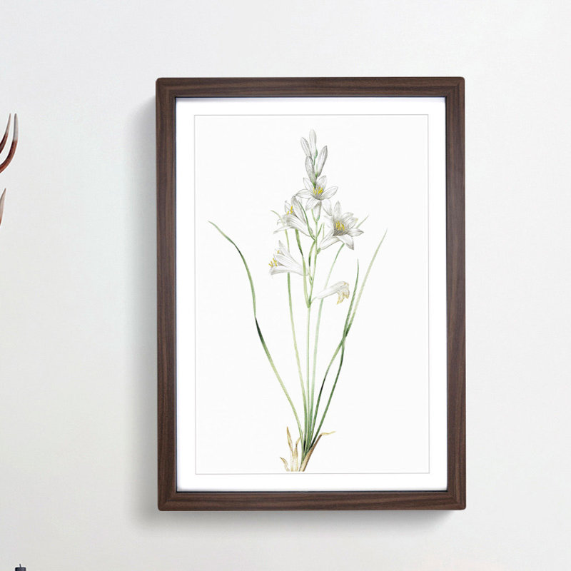 Paradise Lily by Pierre-Joseph Redoute - Picture Frame Painting Print, 65cm H x 48cm W x 2cm D, Walnut Framed
