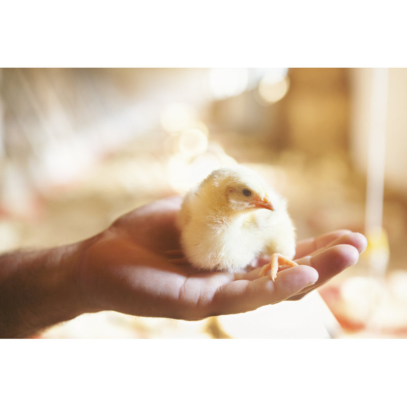 «Farmer» tenant un poulet par Danchooalex, H 24 po x l 36 po