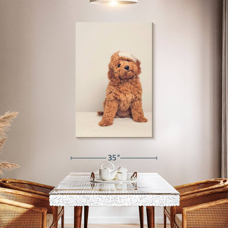 Chiot cockapoo, H 48 po x l 32 po