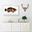 Streaked Wrasse Fish by M.E. Bloch - Wrapped Canvas Painting-55318835