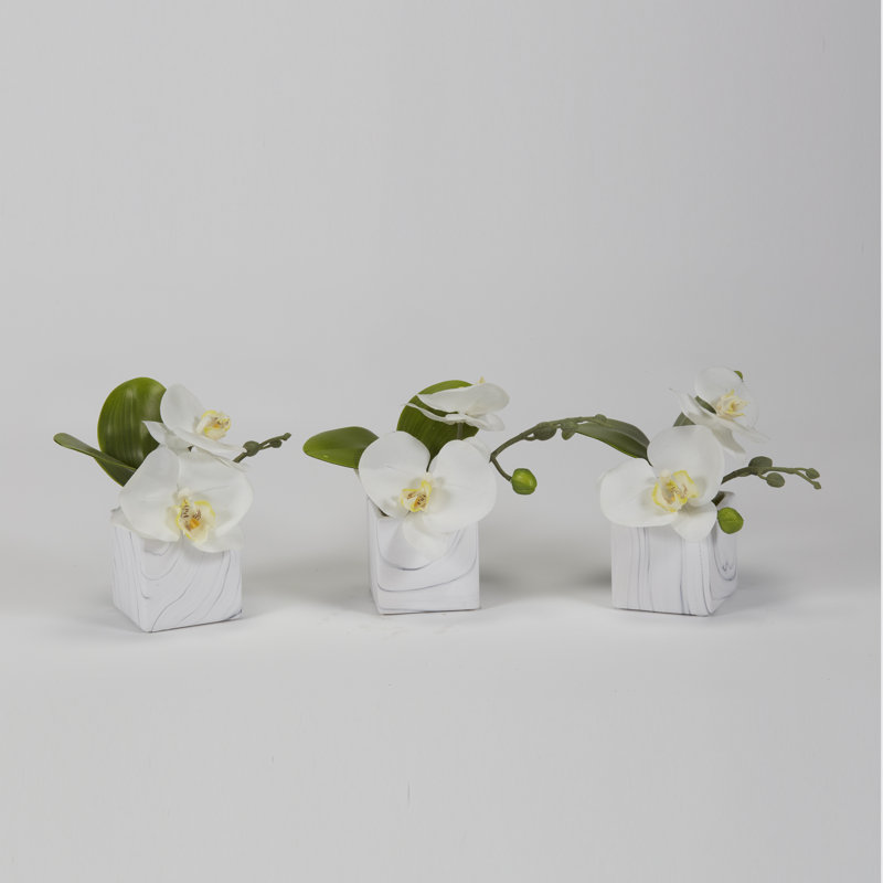 Orchid Arrangement in Planter