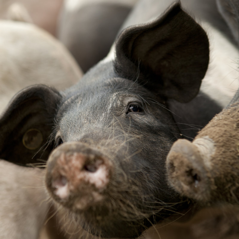 Pigs by Bartco, 20" H x 20" W