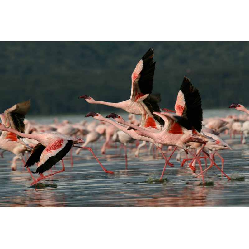 Flamants volants ou lac par Impalastock - Photographie sur toile tendue, L 12 po x H 8 po