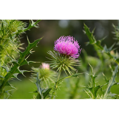 " Thistle " by Irinauljankina