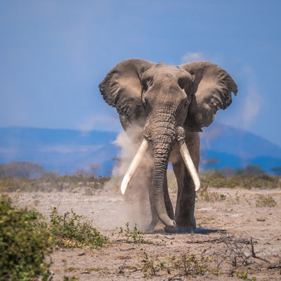 Vieux éléphant par Javarman3 - Photographie sur toile tendue