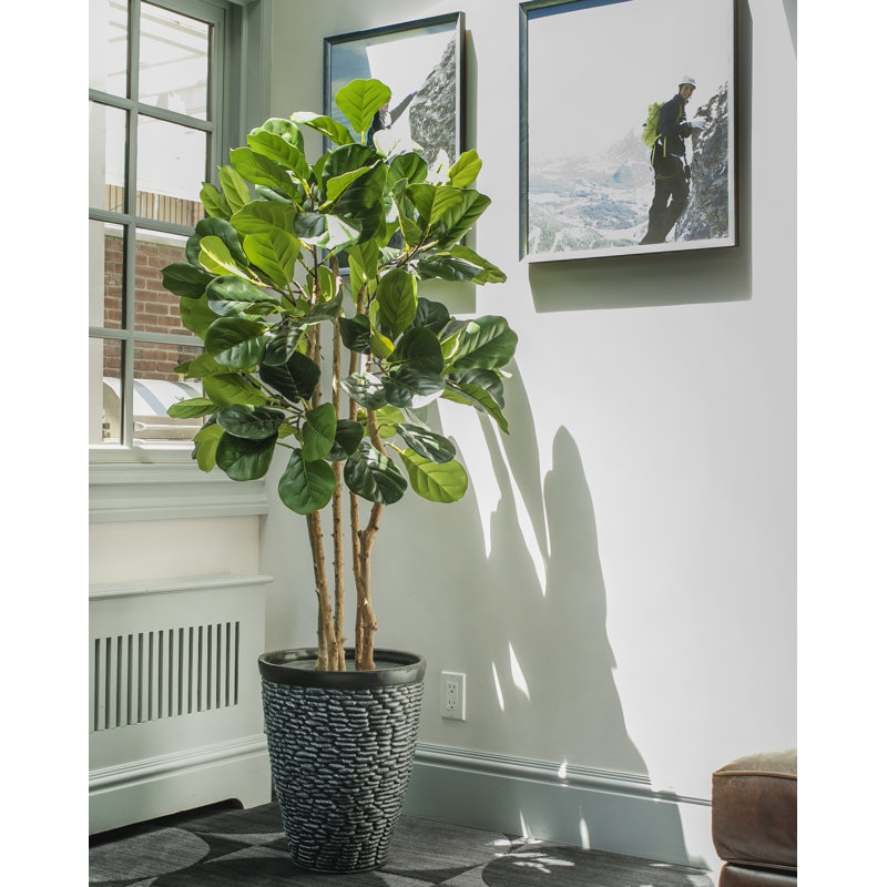 London - plante à feuilles de bananier de 76,5 po