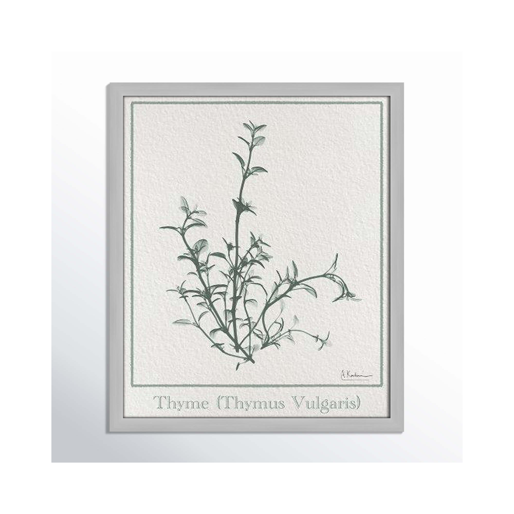Thymus Vulgaris Framed On Paper by Albert Koetsier Print, Matte Silver Framed Paper, 19" H x 16" W x 1.25" D