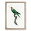 Red-Faced Parrot by F. Levaillant - Picture Frame Painting Print-55598216-55598219