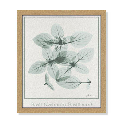 Jeanette "Basil Ocimum Basilicum" Painting
