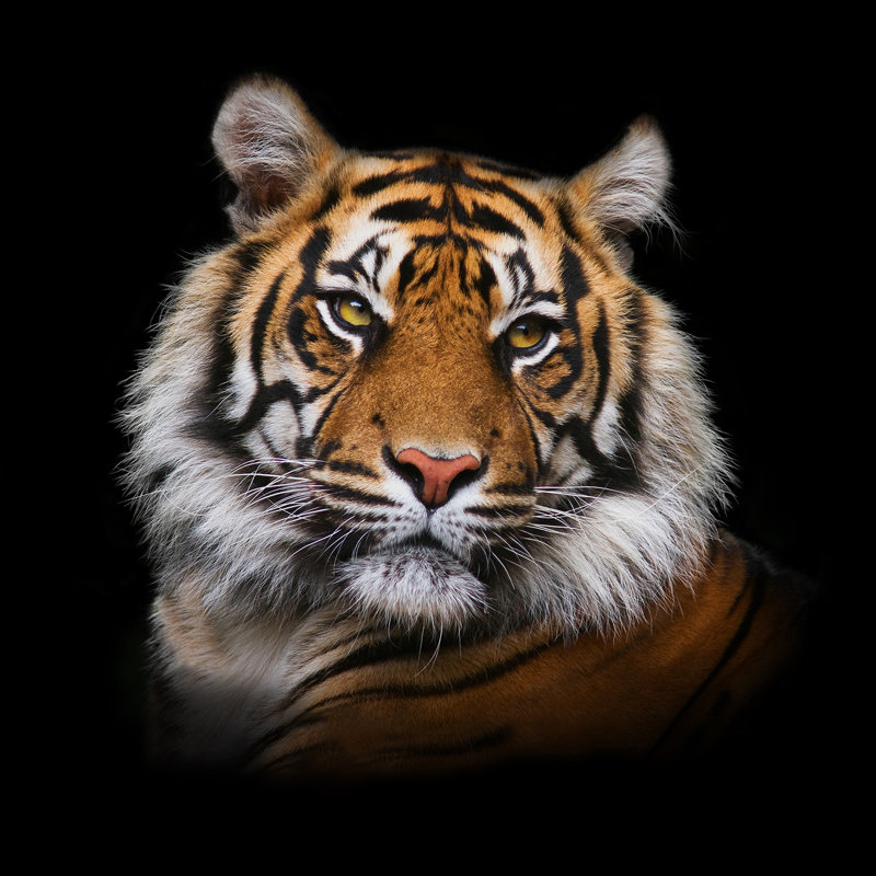 No Frame Print on Glass, 80 cm H x 80 cm W x 1.5cm D
