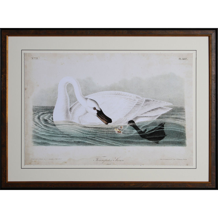 Swan I Print by Audubon