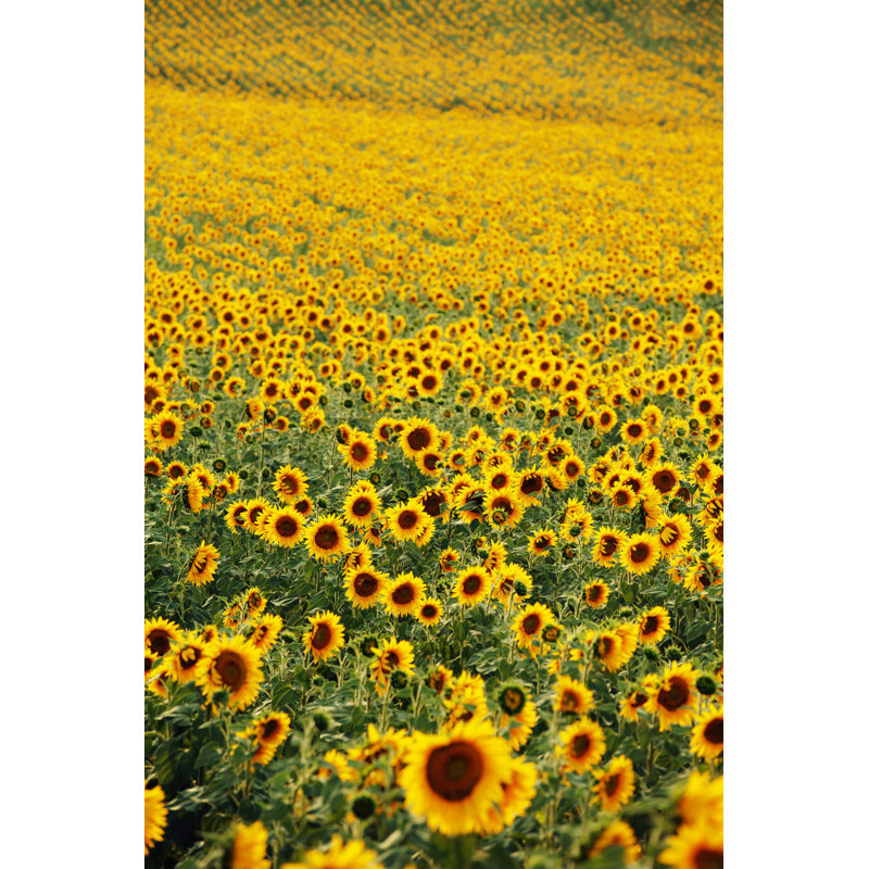 Sunflowers by Klenova - Wrapped Canvas Print, 76cm H x 51cm W
